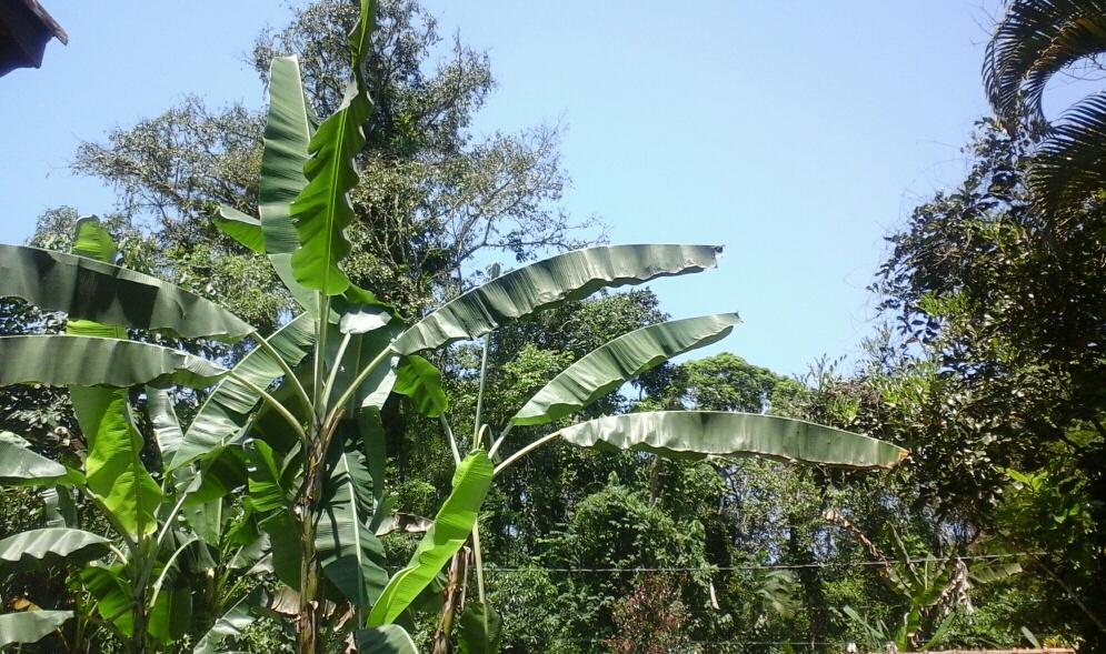 Chalés Bangalôs Itamambuca Ubatuba Exterior foto